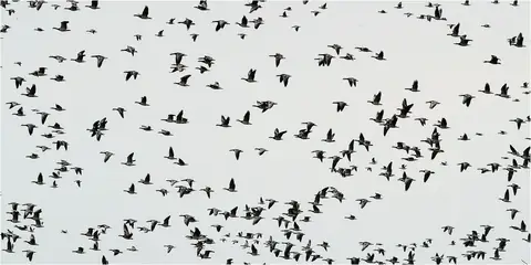 Meet Nomadic Birds – Birds Who Know No Boundaries