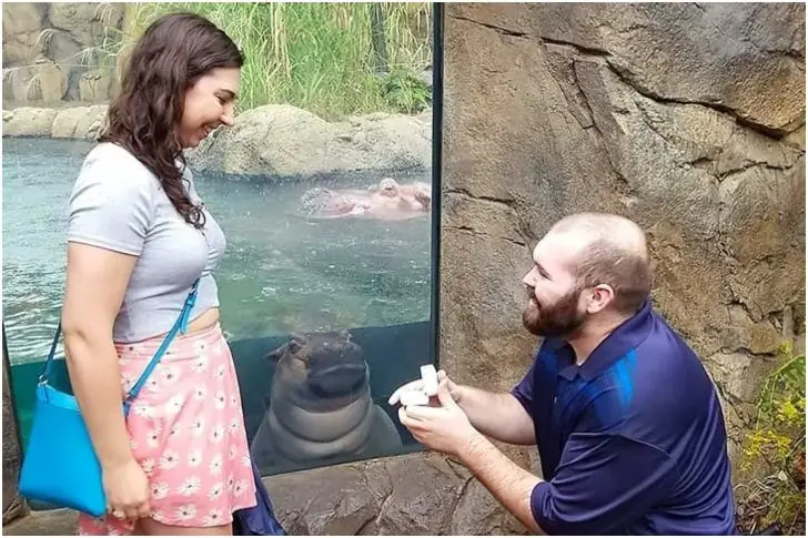 The Hippo Is The Witness