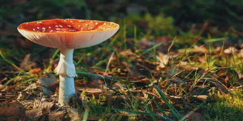 Mushrooms: A New Buzz Word for the Packaging Industry