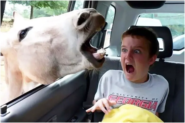 The Donkey Wants A Ride