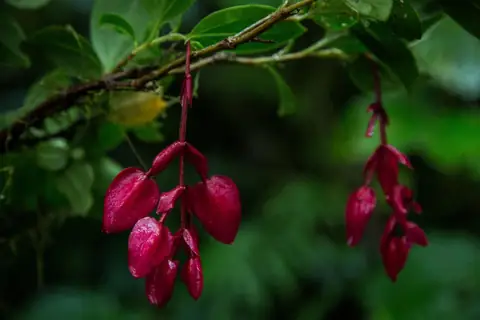 Tagimoucia: A Rarest Flower In The Island Of Taveuni